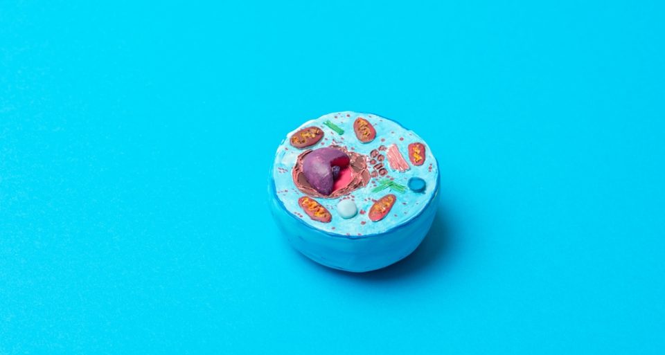 Cell membrane model